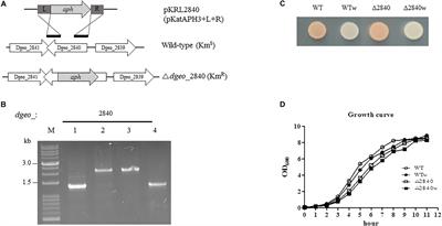 Active Transposition of Insertion Sequences by Oxidative Stress in Deinococcus geothermalis